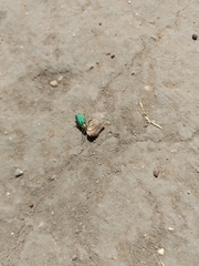 Trirhabda flavolimbata