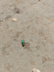 Trirhabda flavolimbata