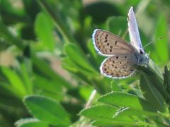 Plebejus melissa