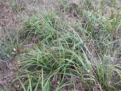 Carex ventosa