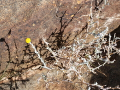 Leiocarpa leptolepis