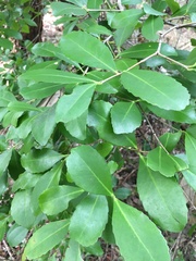 Elaeodendron