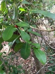 Elaeodendron