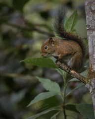 Sciurus pucheranii
