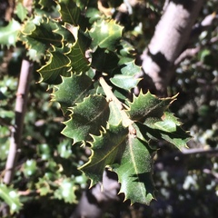 Quercus palmeri