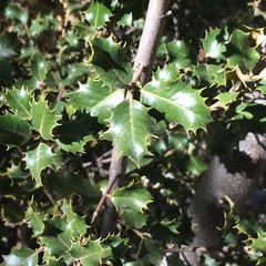 Quercus palmeri