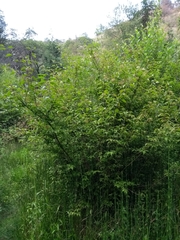 Cornus excelsa