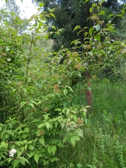 Cornus excelsa