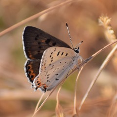 Tharsalea xanthoides