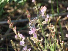 Plebejus melissa