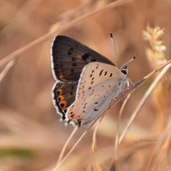 Tharsalea xanthoides