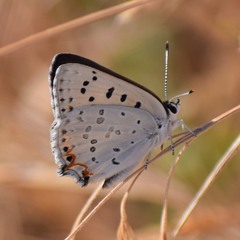 Tharsalea xanthoides