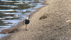 Vanellus chilensis chilensis
