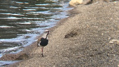 Vanellus chilensis chilensis