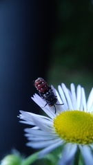 Holcopasites calliopsidis