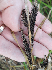 Carex ventosa