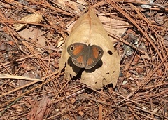 Cissia rubricata pseudocleophes