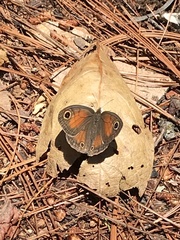 Cissia rubricata pseudocleophes