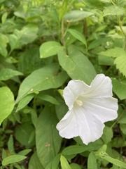 Calystegia spithamaea
