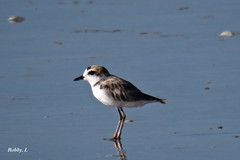 Charadrius peronii