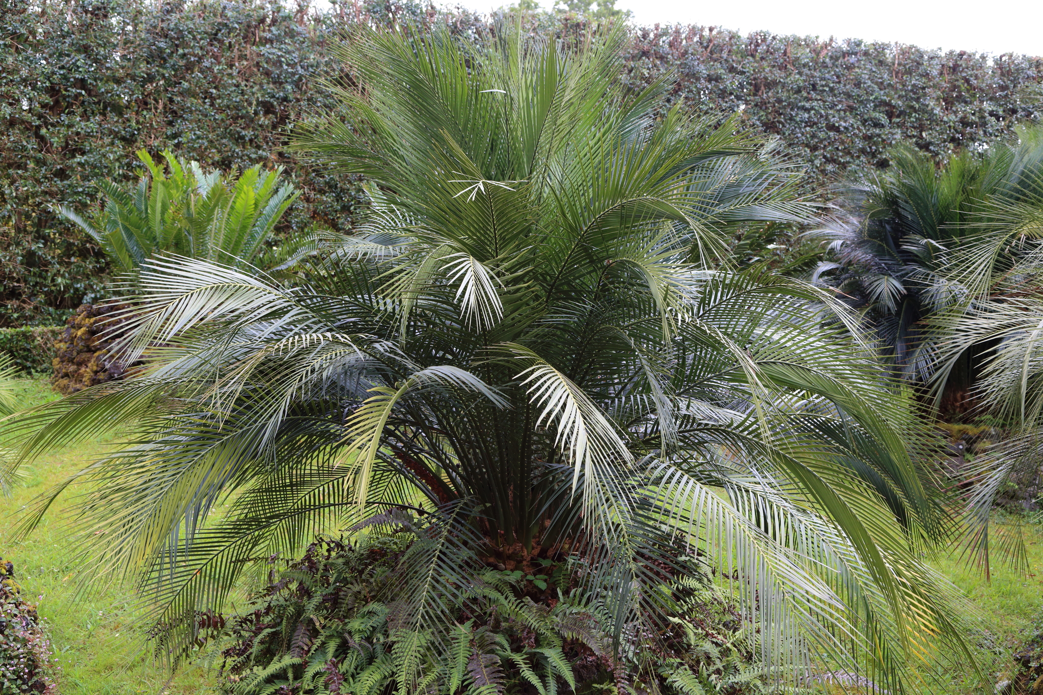 Macrozamia spiralis