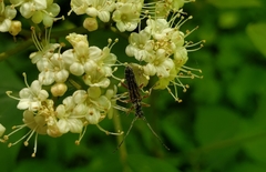 Analeptura