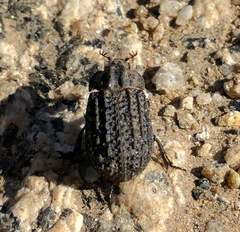 Trogidae