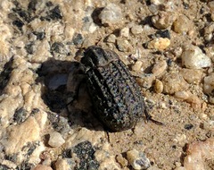 Trogidae