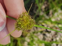 Carex unilateralis