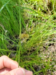 Carex unilateralis