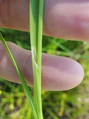 Carex unilateralis