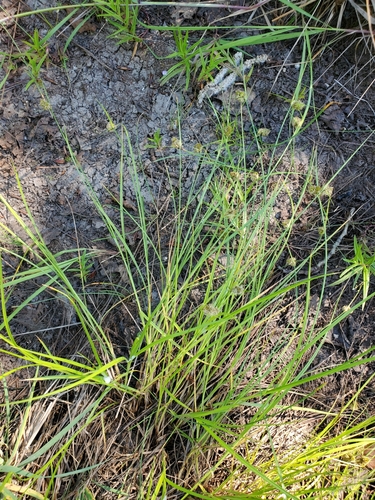 Image of Carex unilateralis by no rights reserved