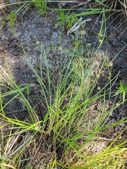 Carex unilateralis