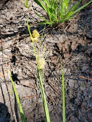 Carex unilateralis