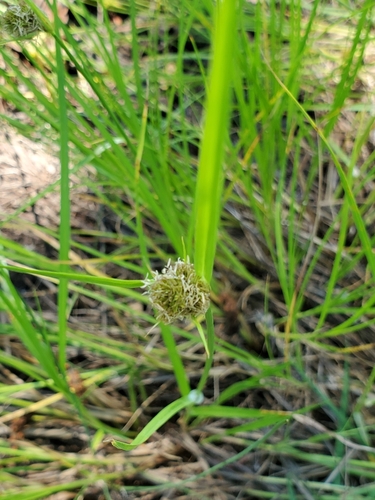 Image of Carex unilateralis by no rights reserved