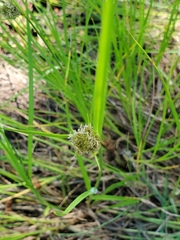 Carex unilateralis