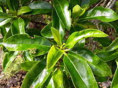 Myoporum semotum