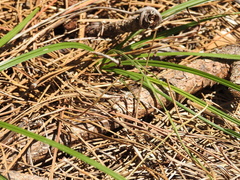 Ischnura hastata image