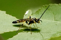 Ichneumon annulatorius