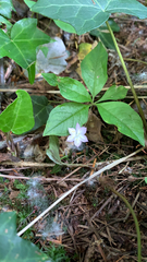 Lysimachia latifolia