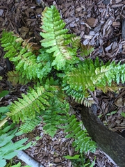 Dryopteris atrata