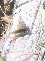 Erynnis icelus