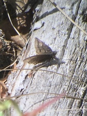 Erynnis icelus