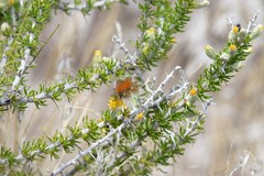Tetradymia spinosa