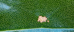 Myoporum semotum
