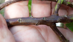 Myoporum semotum