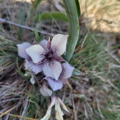 Calochortus tolmiei