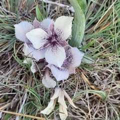 Calochortus tolmiei