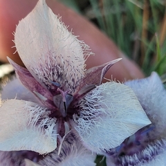 Calochortus tolmiei