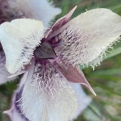 Calochortus tolmiei